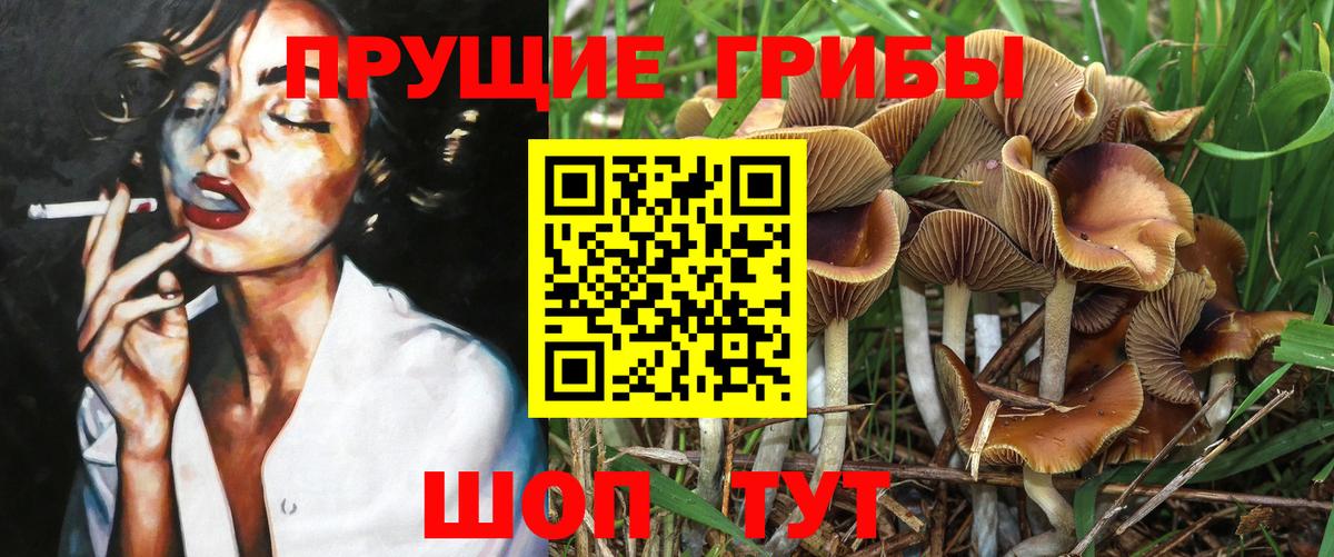 Галлюциногенные грибы Psilocybine cubensis Дзержинский